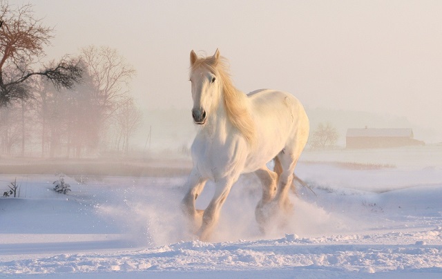 Wegen Corona: Fortuna sattelt auf Reitsport um